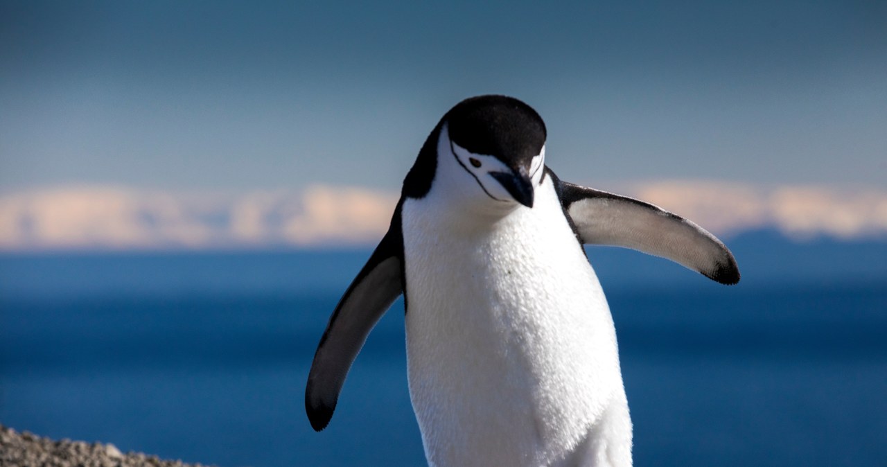 „Daily Telegraph”: Ptasia grypa może zabić tysięce pingwinów na Antarktydzie