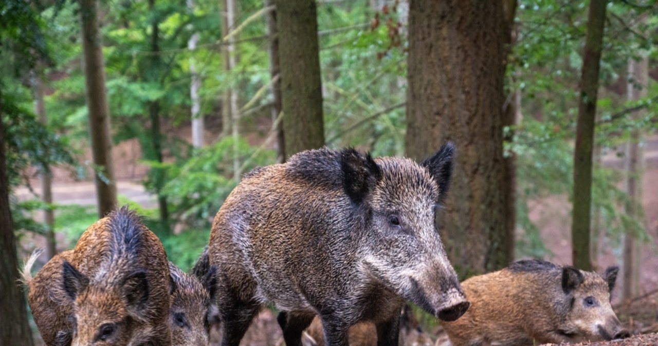 Dziki problem albo „podrzucanie świni”. Radni w Krakowie przyjęli rezolucję