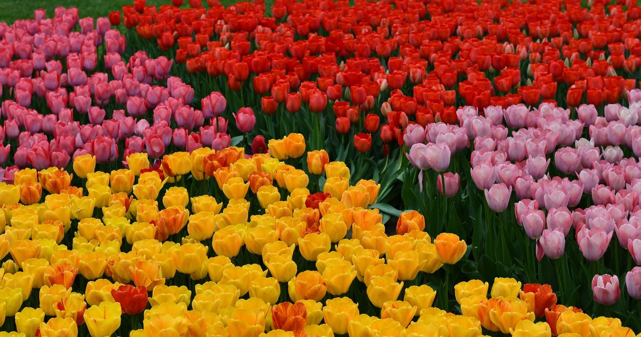 50 tys. tulipanów zakwitło w Ogrodzie Botanicznym w Łodzi [ZDJĘCIA]