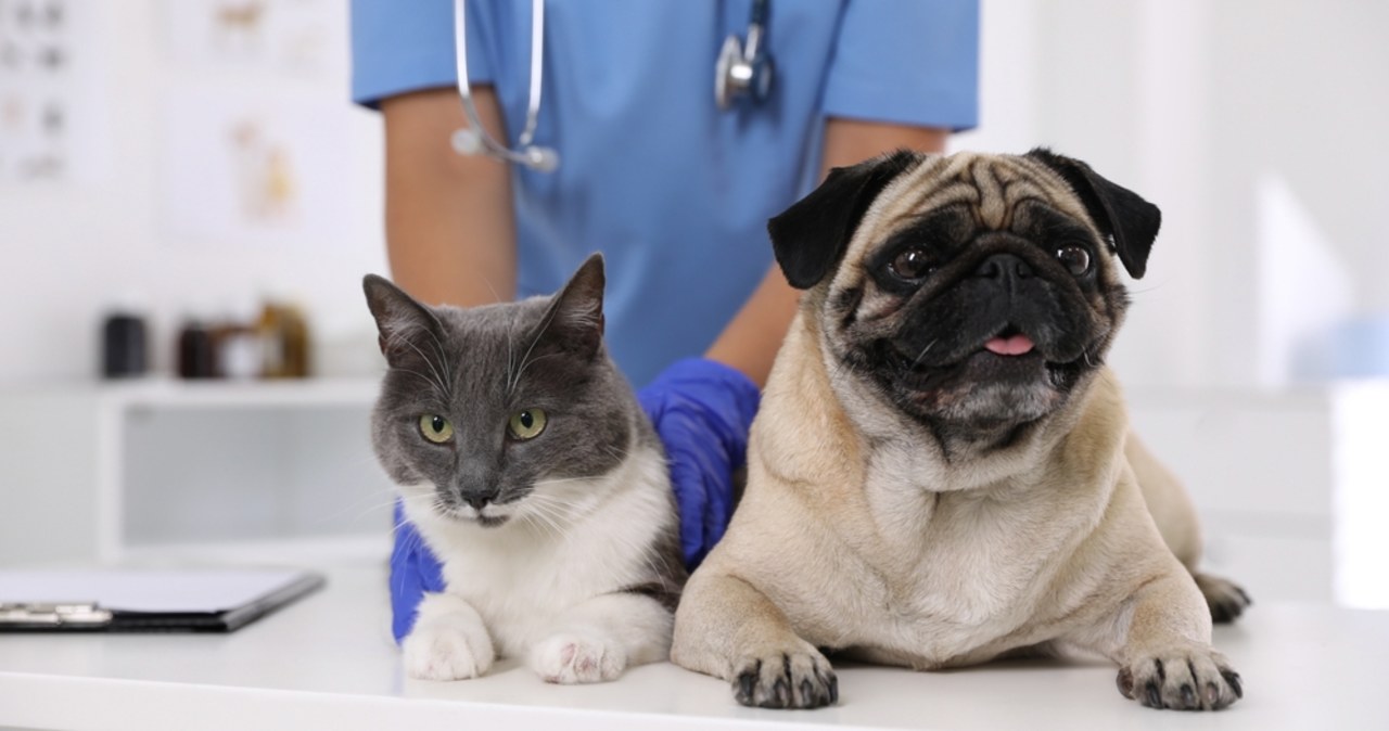 Warszawa: ​Dopłaty do sterylizacji psów i kotów od maja