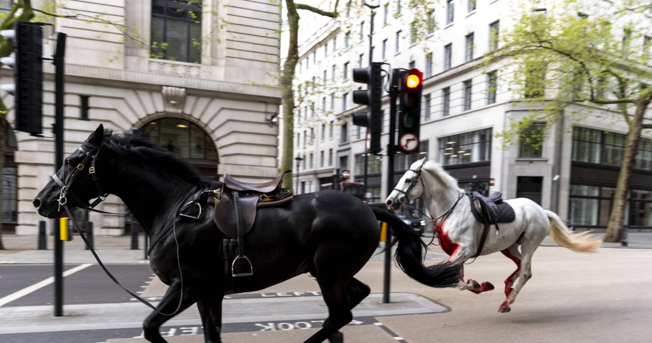 Spłoszone konie biegały po Londynie. Jeden cały we krwi [FILMY I ZDJĘCIA]
