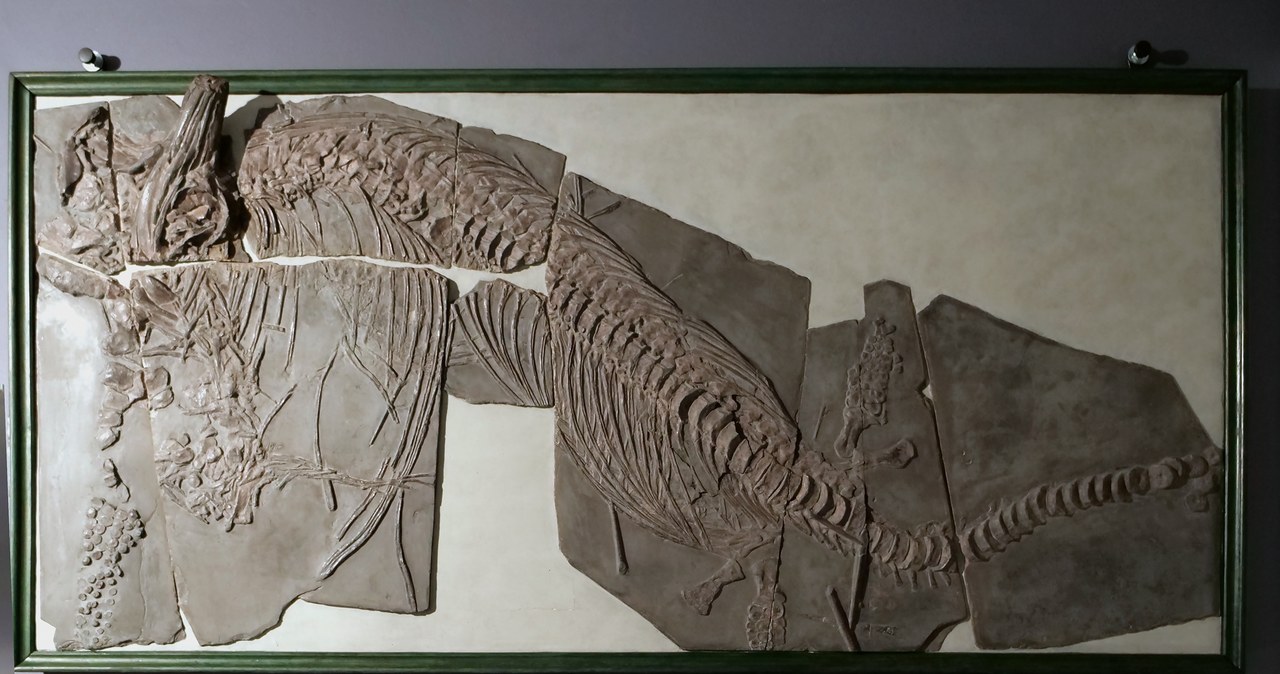 Skamieniałości sprzed 180 milionów lat w Centrum Edukacji Przyrodniczej UJ