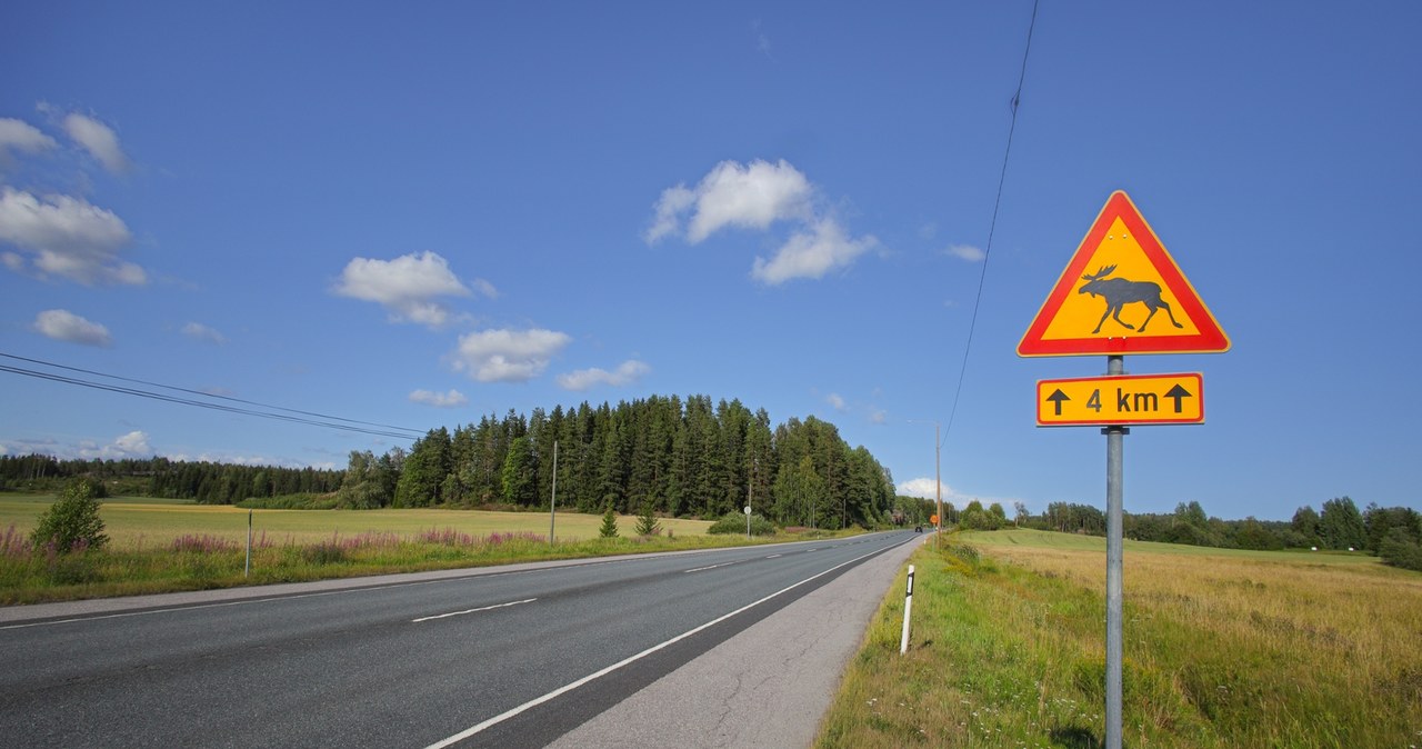 Uwaga na łosie na drogach