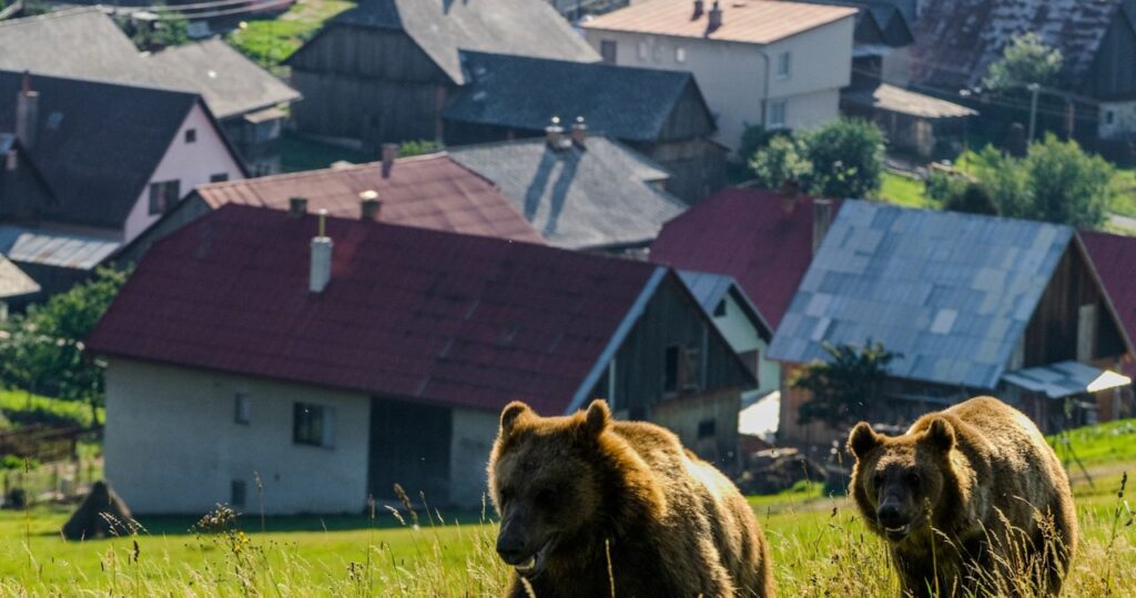 niedźwiedzie podchodzą do domów w gminie cisna. jest nowy plan działań