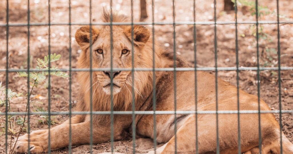 lew uciekł z zoo, przekopując się pod ogrodzeniem. został zastrzelony