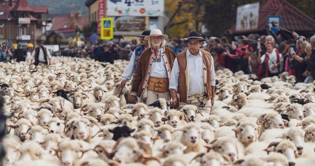 morze owiec w mieście. szczawnica zaprasza na jesienny redyk!