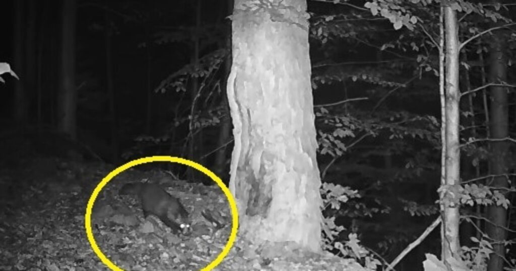 nieproszony gość w tatrach. fotopułapka uchwyciła jenota film