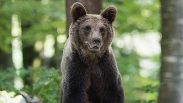 niedźwiedź zaatakował mężczyznę. słowackie służby ostrzegają turystów