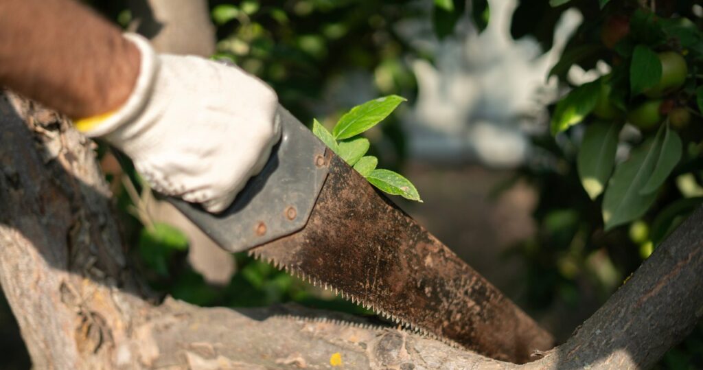 Wycinka drzew na własnej działce. Pomyłka może być kosztowna wycinka drzew na własnej działce. pomyłka może być kosztowna