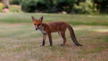 tysiące włochów bez dostępu do internetu na kilka dni. powód zaskoczył nawet techników
