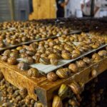 pół tony ślimaków zniknęło z farmy hodowlanej